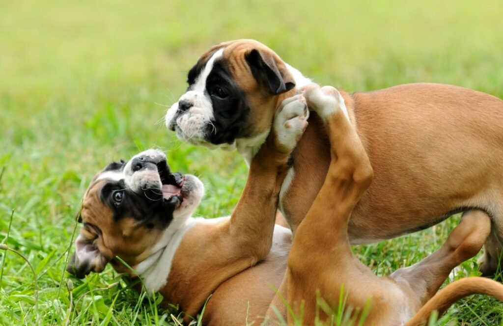 Boxer Puppies